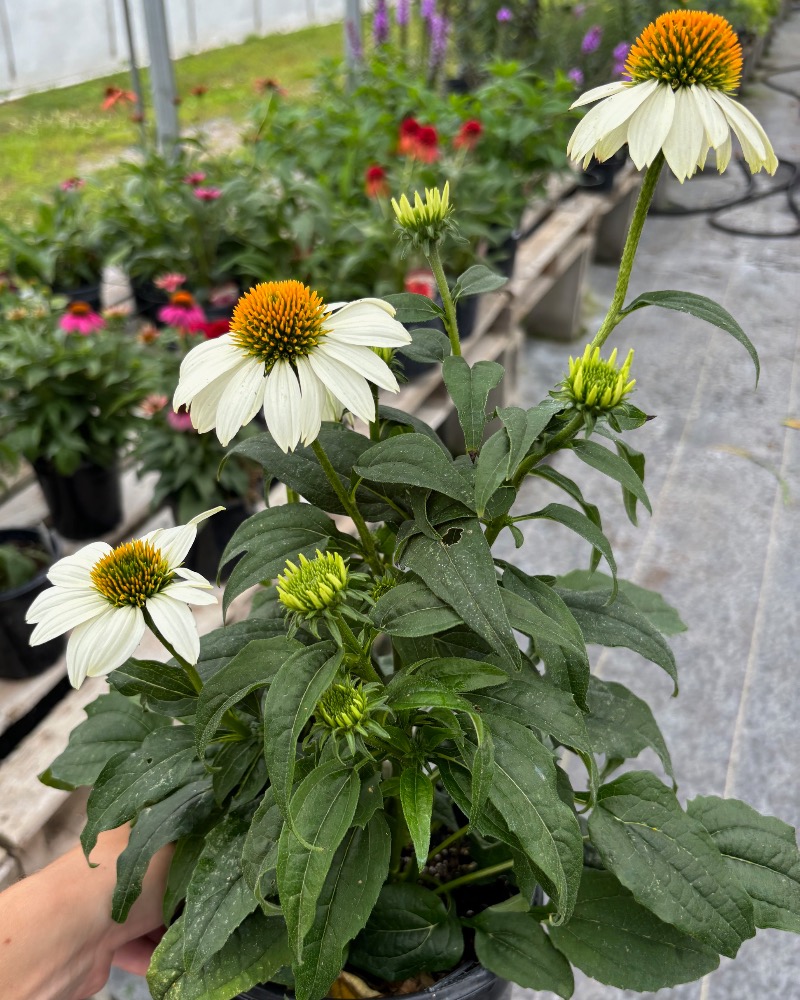 Échinacée PowWow white
