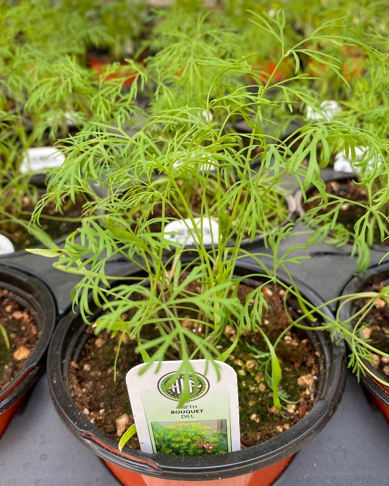 Dill (organic certified)