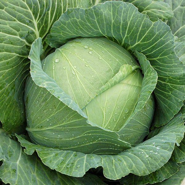 Green cabbage organic