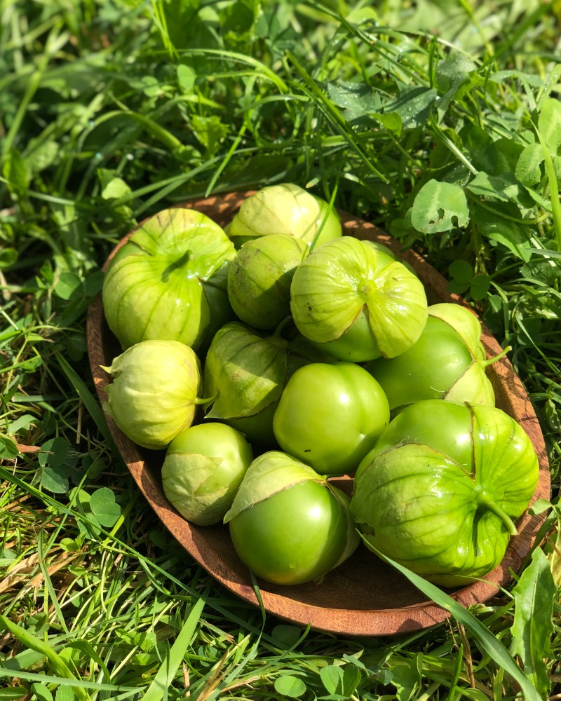 SEMENCES TOMATILLO Gigante Verde MDO