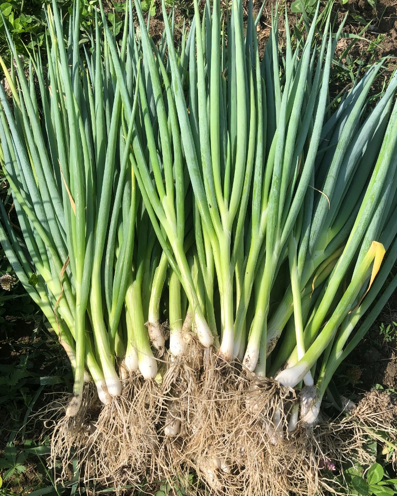 SEMENCES: oignons verts Evergreen