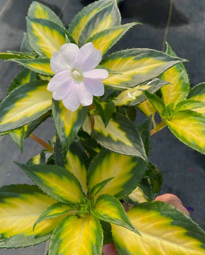 SunPatiens Tropical white MDO