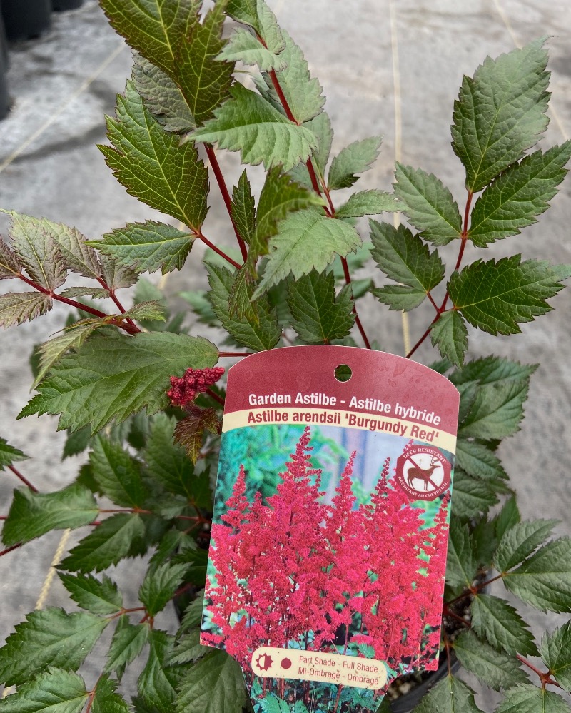 Astilbe Burgundy red | MDO