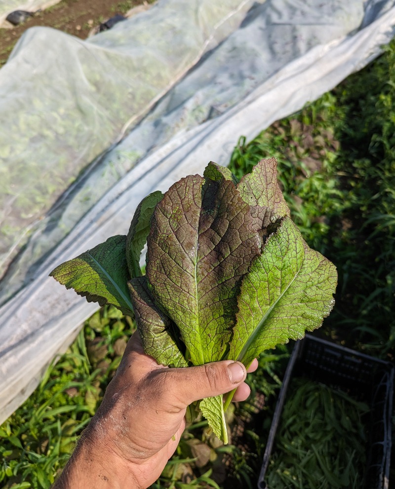 Feuilles de moutarde bio