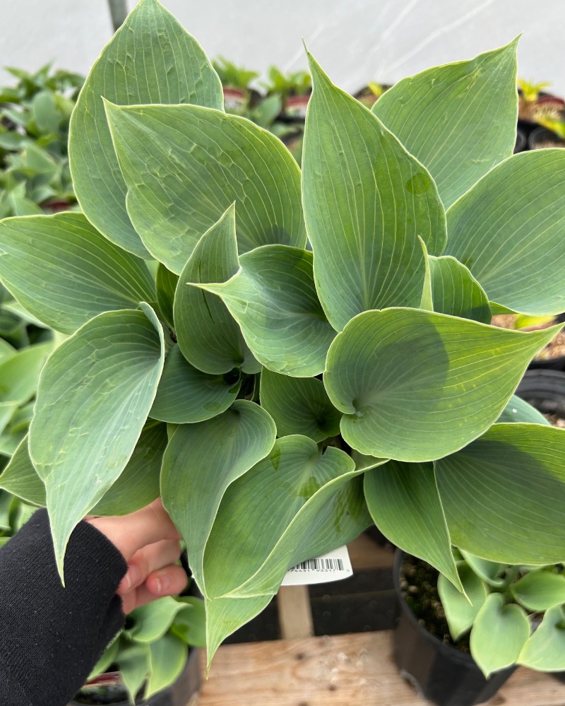 Hosta Bullet proof | MDO