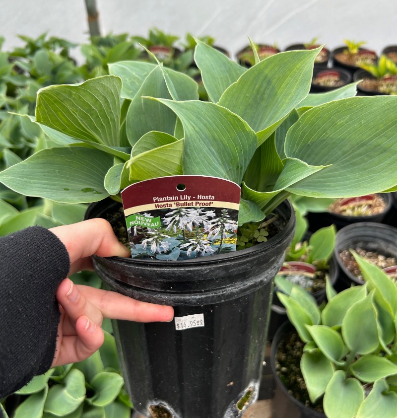 Hosta Bullet proof | MDO