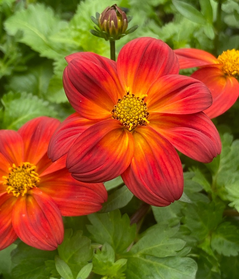 Bidens Ring of fire