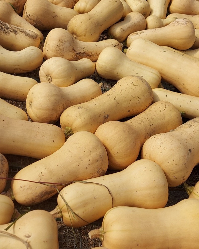 Organic butternut squash