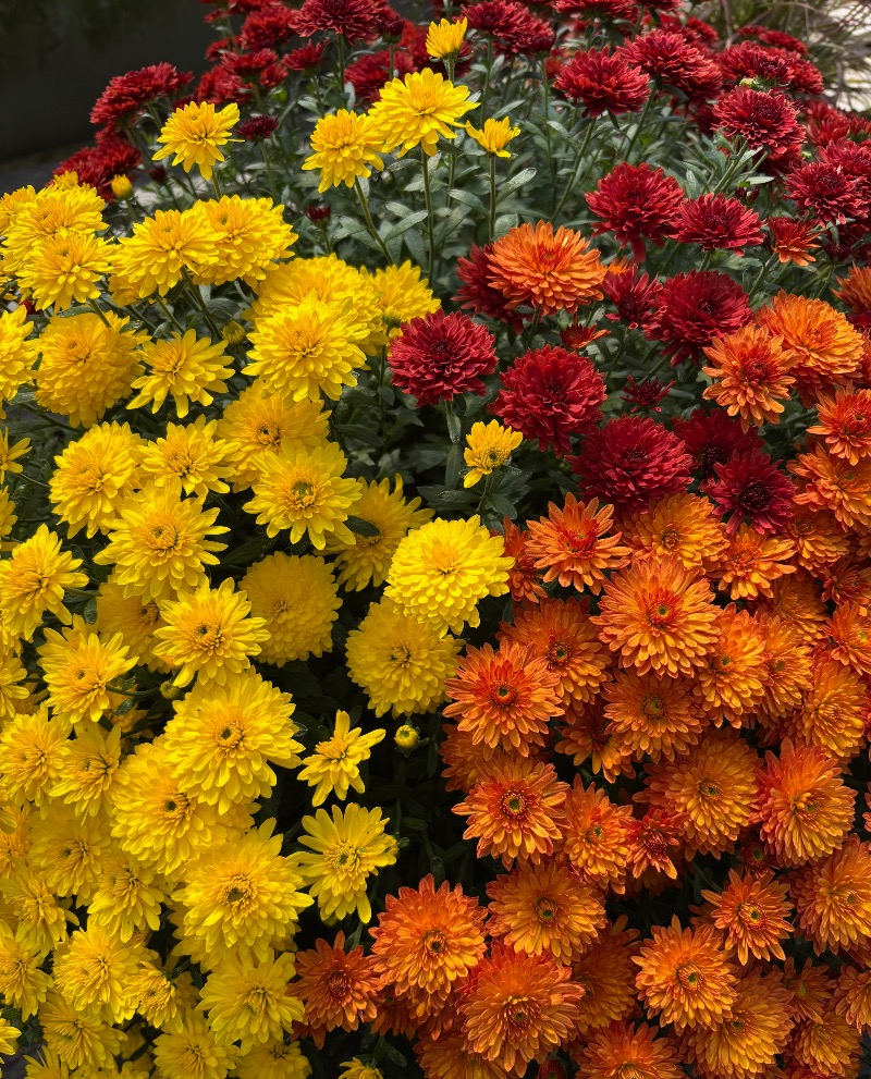 Chrysanthème  combo 2