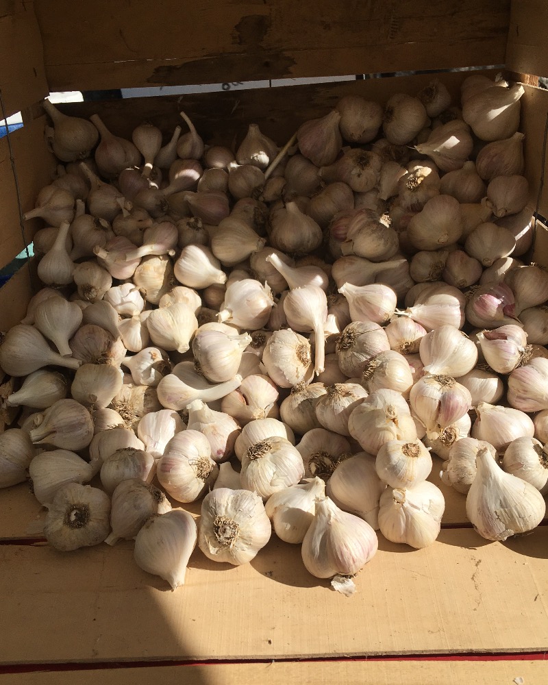Ail sans pesticide ni engrais chimique