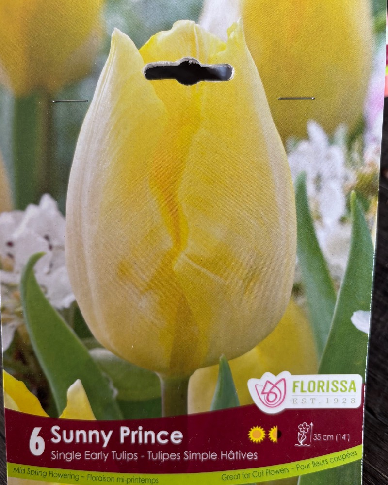 Tulipe Sunny Prince