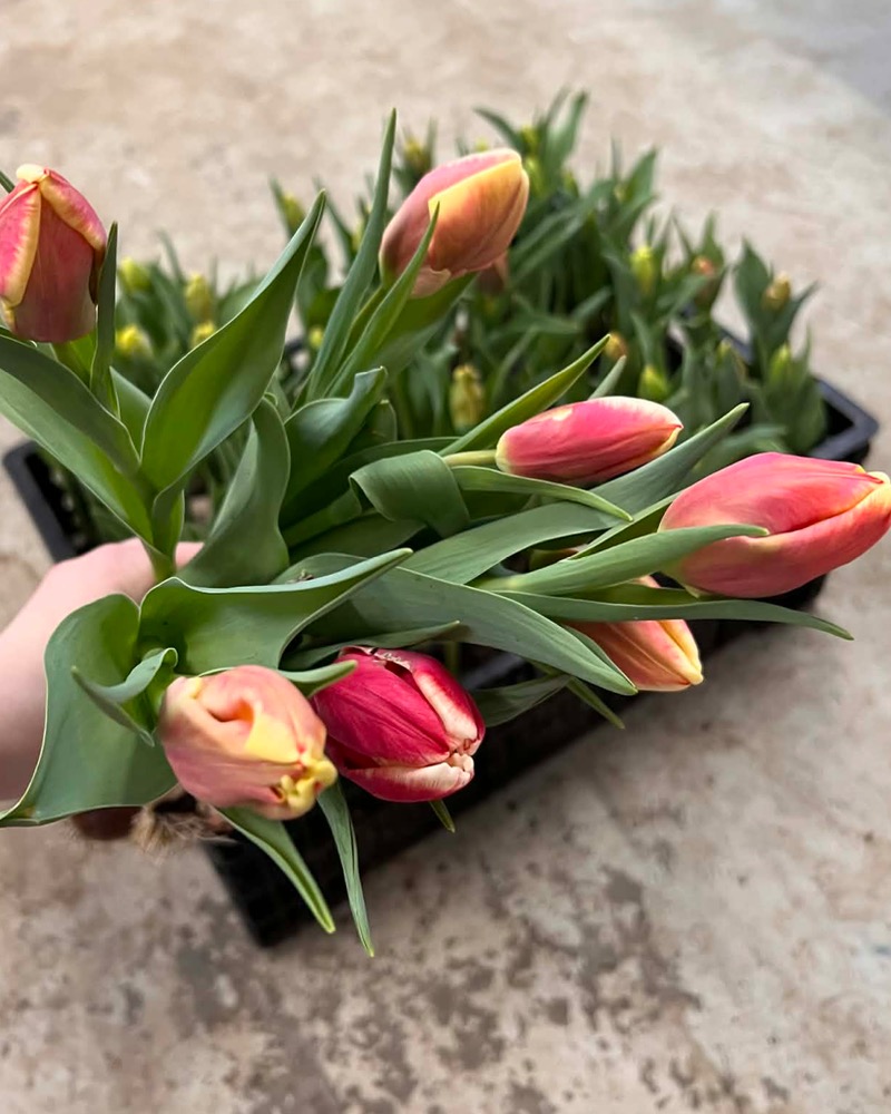 Bouquet de tulipes locales - fête des mères