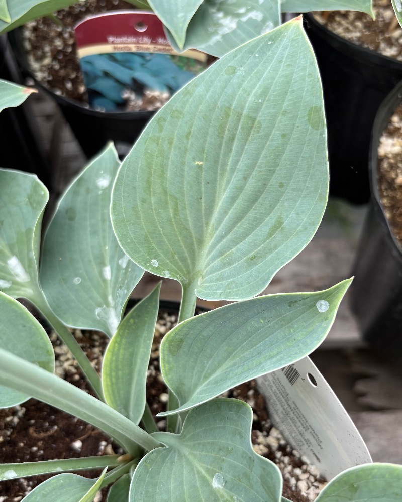Hosta Blue Cadet