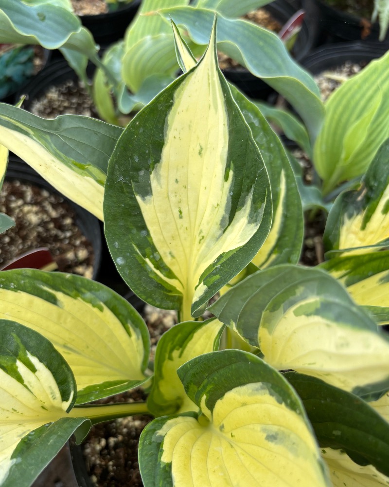 Hosta Revolution