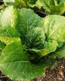 Romaine lettuce