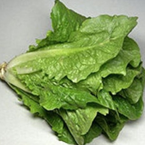Laitue romaine bio