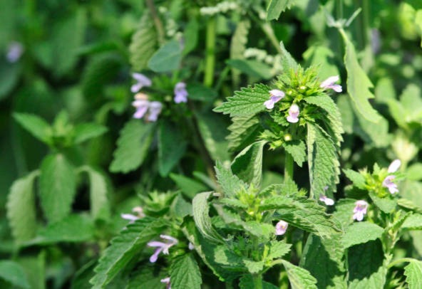 Mélisse biologique - PLANT