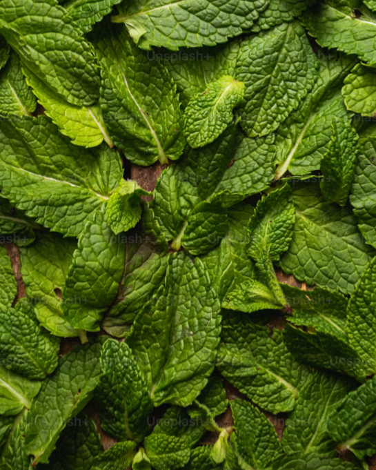 Menthe verte bio