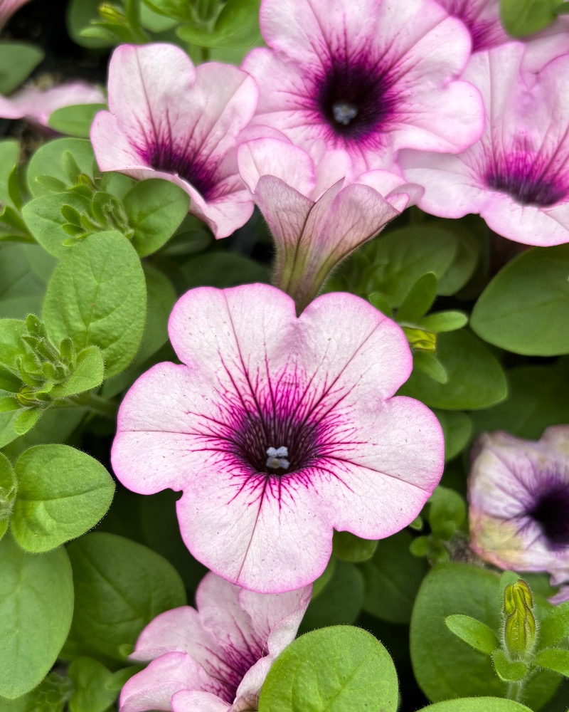 Pétunia Pink lace
