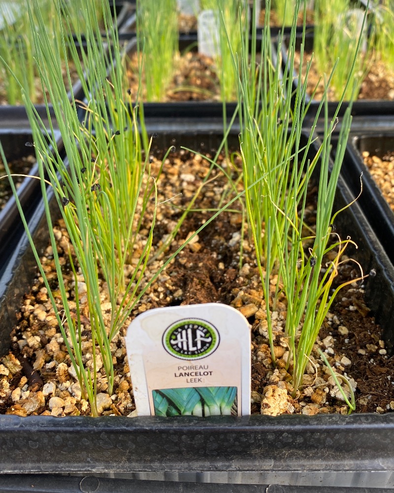 Leek (organic certified)