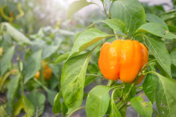 Poivron orange Milena Bio PLANT