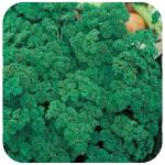 Organic curled parsley