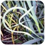 Organic garlic flower
