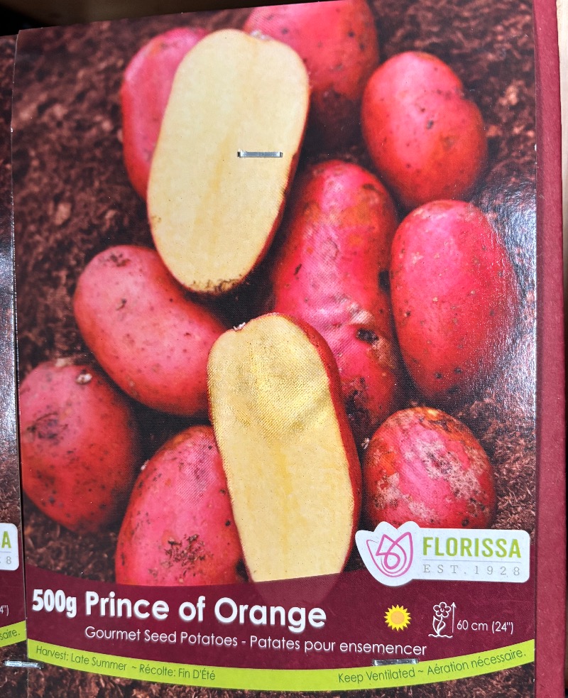Semence pomme de terre Prince of orange