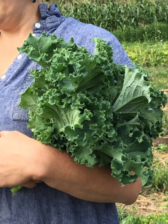 SEMENCES : VERDURE- Chou Frisée Vates